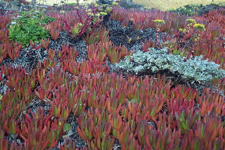 Coastal Icicle plants