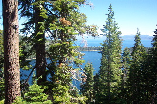 Trees of Tahoe