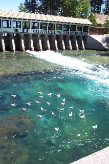 Truckee River